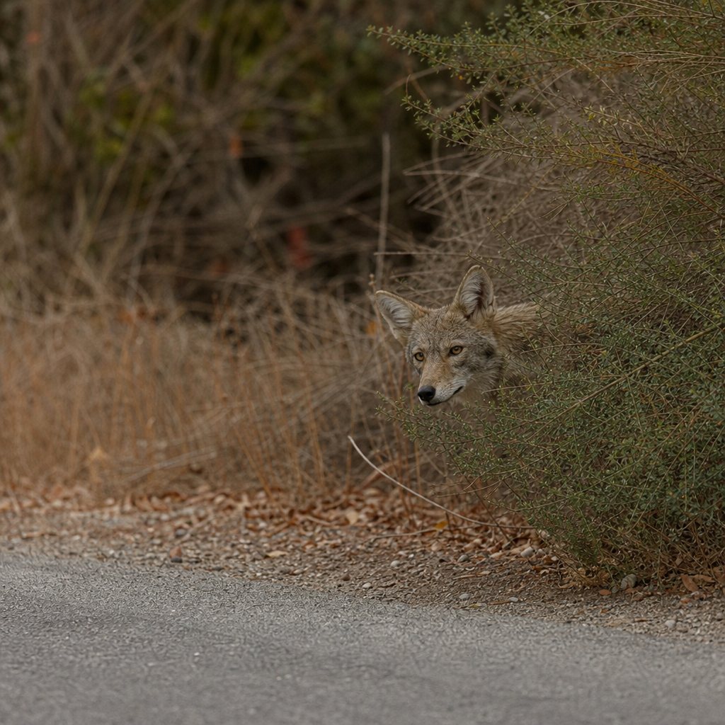 A young female coyote pokes her head out from the scrub brush, checking for cars
