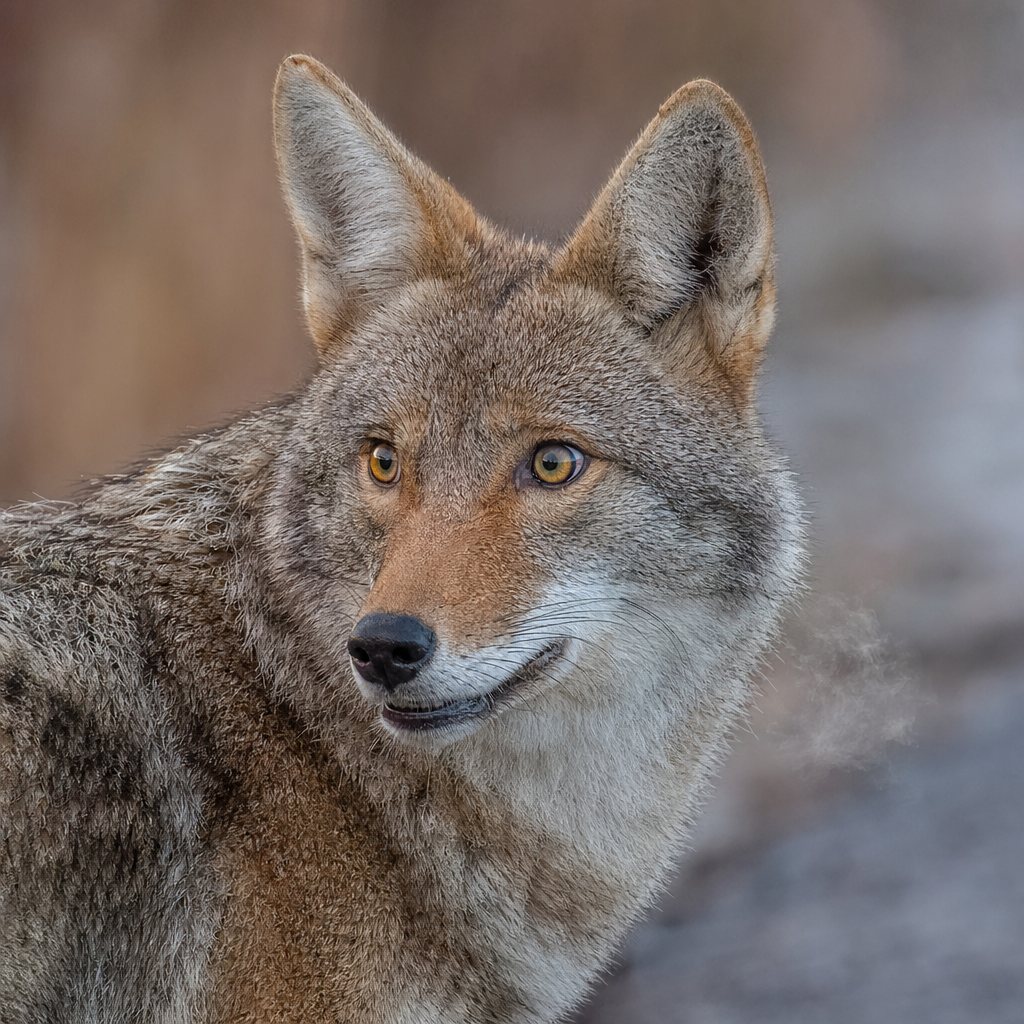 When I got out of my car to get a different angle, the coyote became much more wary of me. A car is one kind of danger; a human walking around is another entirely