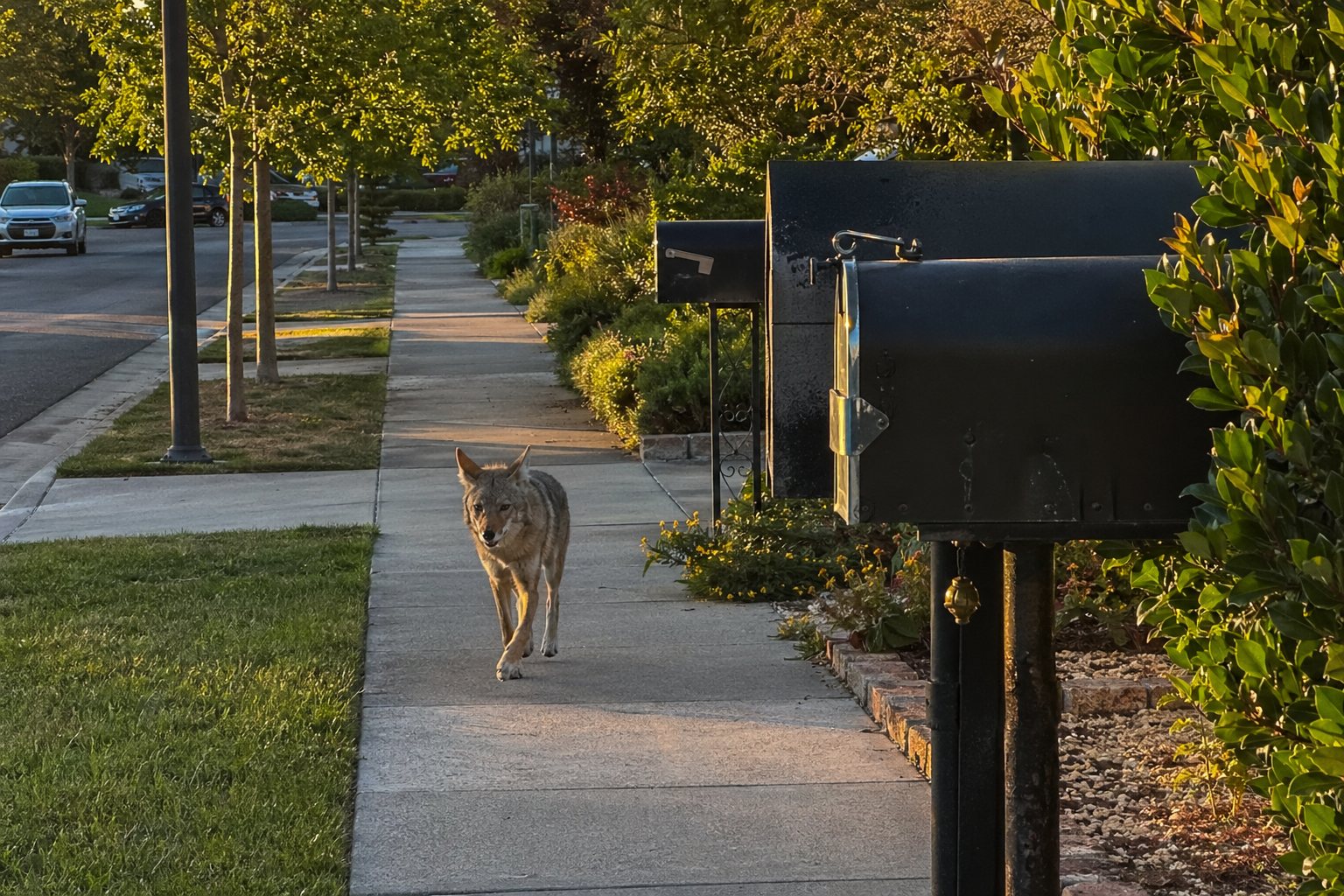 A coyote walks along a suburban sidewalk at sunset, passing large black mailboxes in the foreground.