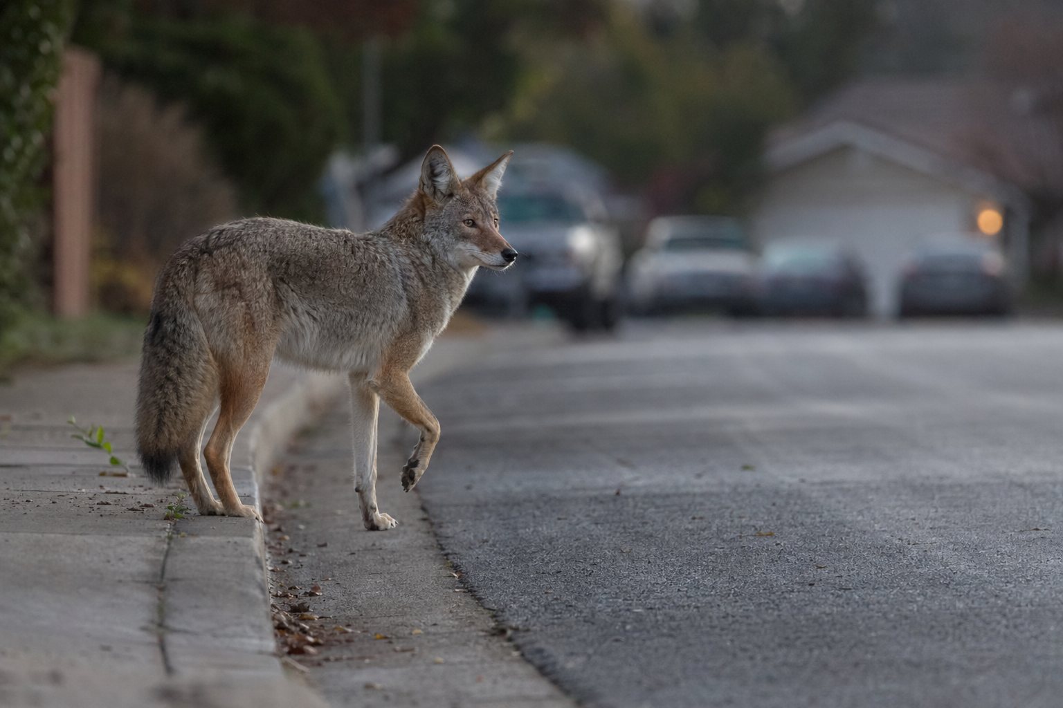 A grey and tawny coyote walks along a concrete curb, lifting its front paw, with a blurred suburban street background.